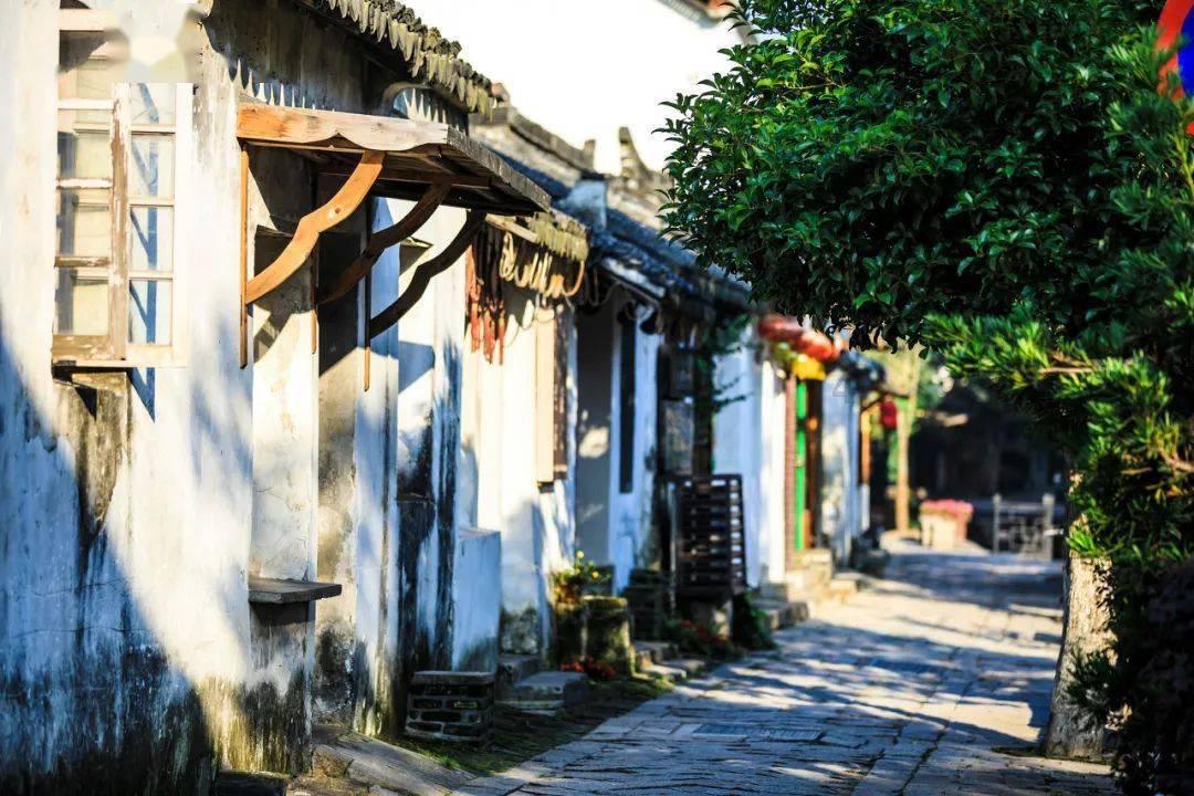 救援狗与猫